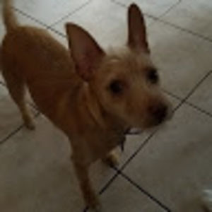 Meet your Posher, Alison